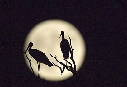 צילום: דויד מונסנגו צילום: דויד מונסנגו