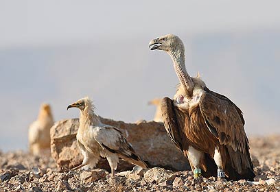 צילום: יורם שפירר צילום: יורם שפירר