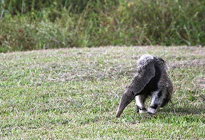 צילום: Carly Vynne