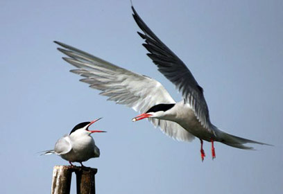 צילום: רותי רם צילום: רותי רם