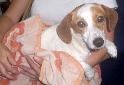 מחכה לאימוץ מחכה לאימוץ