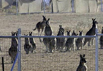 צילום: ray drew צילום: ray drew