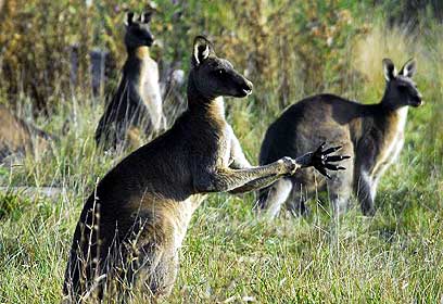 צילום: ray drew