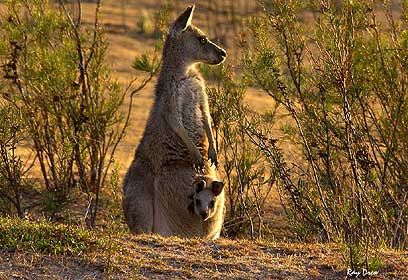 צילום: ray drew צילום: ray drew