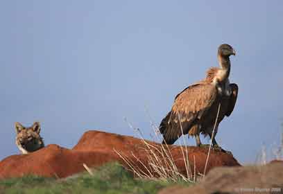 צילום: יורם שפירר