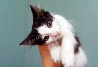 מחכה לאימוץ