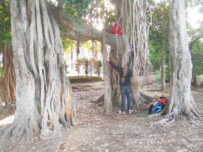 העצים זקוקים לאהבה