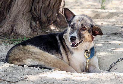 מחכה לאימוץ