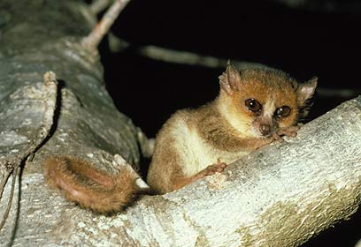 צילום: CI / Russell A Mittermeier צילום: CI / Russell A Mittermeier