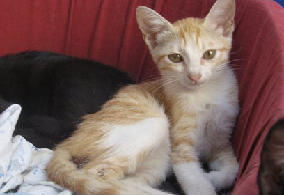 מחכה לאימוץ