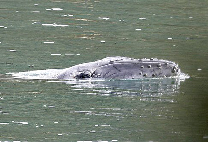 צילום: רויטרס