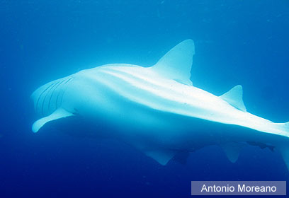 צילום: Antonio Moreano צילום: Antonio Moreano