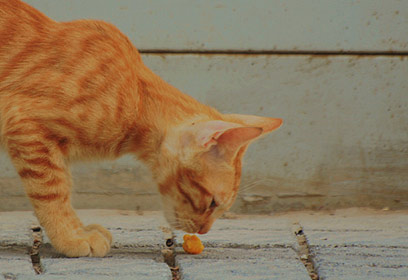 צילום: ברוך פייגנבאום