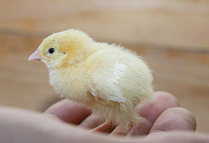 צילום: ברוך פייגנבאום