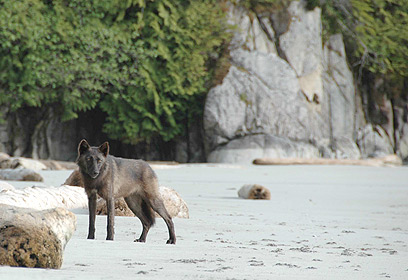 צילום: Darimont Raincoast