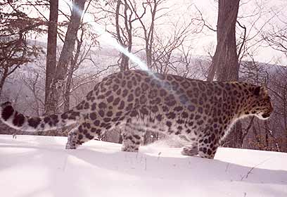 צילום: WCS and ISUNR