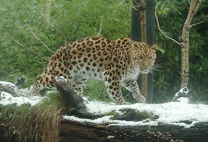 צילום: Rotterdam Zoo צילום: Rotterdam Zoo