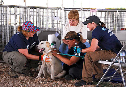 צילום: IFAW / M.Booth