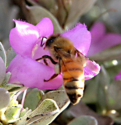צילום: יגאל מרקוביץ' צילום: יגאל מרקוביץ'