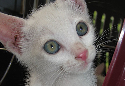 מחכה לאימוץ מחכה לאימוץ