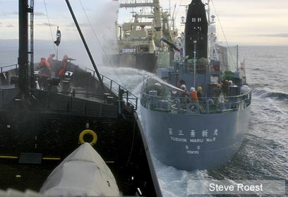 צילום: Sea Shepherd CS