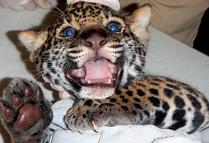 צילום: Jacksonville Zoo