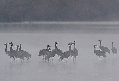 צילום: דויד מונסנגו צילום: דויד מונסנגו
