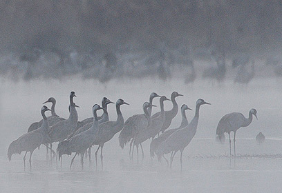 צילום: דויד מונסנגו צילום: דויד מונסנגו