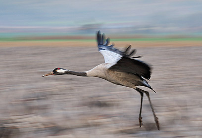 צילום: דויד מונסנגו צילום: דויד מונסנגו