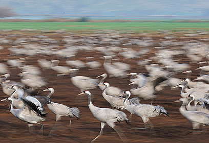 צילום: דויד מונסנגו צילום: דויד מונסנגו