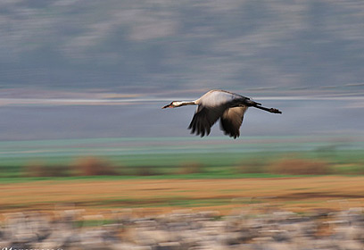 צילום: דויד מונסנגו צילום: דויד מונסנגו