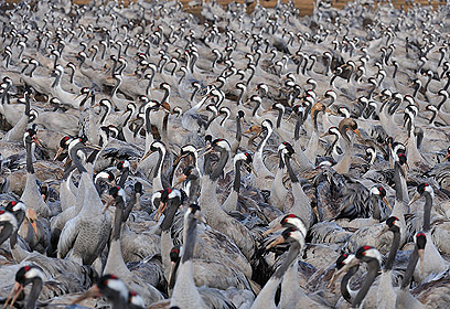 צילום: דויד מונסנגו צילום: דויד מונסנגו