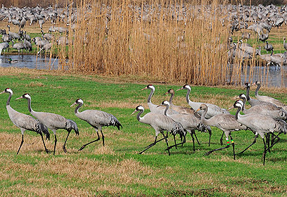 צילום: דויד מונסנגו צילום: דויד מונסנגו