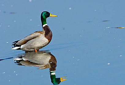 צילום:  דויד מונסנגו