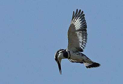 צילום: דויד מונסנגו צילום: דויד מונסנגו