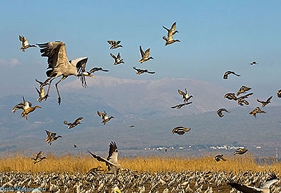 צילום: דויד מונסנגו צילום: דויד מונסנגו