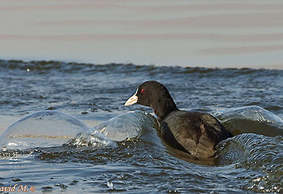 צילום: דויד מונסנגו צילום: דויד מונסנגו