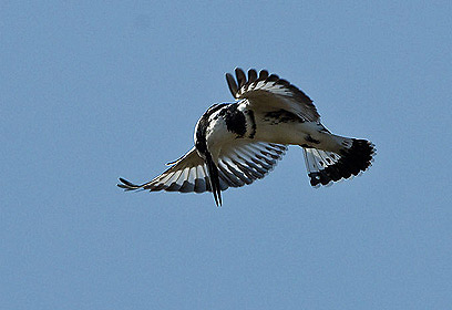 צילום: דויד מונסנגו צילום: דויד מונסנגו