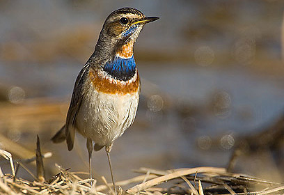 צילום: דויד מונסנגו צילום: דויד מונסנגו