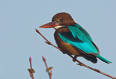 צילום: דויד מונסנגו צילום: דויד מונסנגו