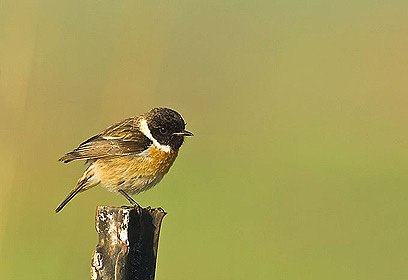 צילום: דויד מונסנגו צילום: דויד מונסנגו