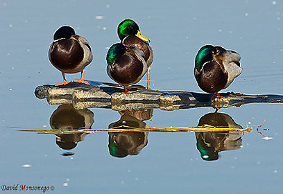 צילום: דויד מונסנגו צילום: דויד מונסנגו