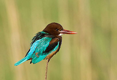 צילום: דויד מונסנגו צילום: דויד מונסנגו