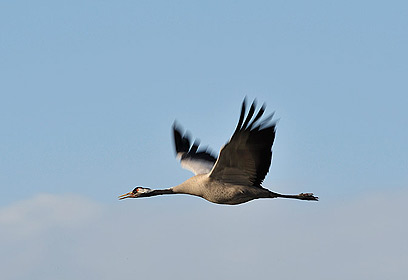 צילום: דויד מונסנגו צילום: דויד מונסנגו