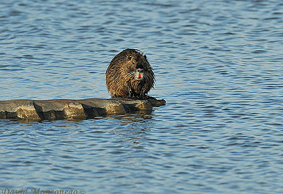 צילום: דויד מונסנגו צילום: דויד מונסנגו