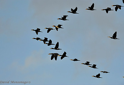 צילום: דויד מונסנגו צילום: דויד מונסנגו