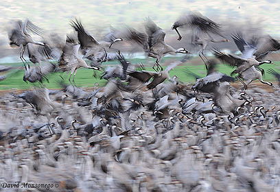 צילום: דויד מונסנגו צילום: דויד מונסנגו