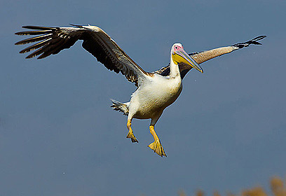 צילום: דויד מונסנגו צילום: דויד מונסנגו