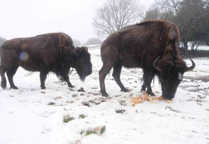 צילום: אביהו שפירא צילום: אביהו שפירא