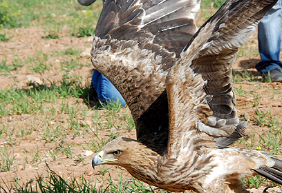צילום: דרור עיני צילום: דרור עיני